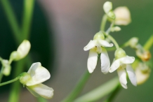 Close-up-flower-of-Lima-beans