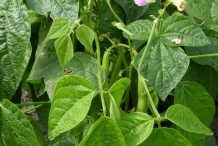 Leaves-of-Lima-beans