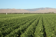 Lima-beans-farm