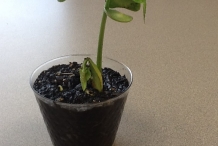 Lima-beans-plant