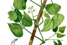 Plant-illustration-of-Lima-beans