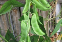 Pods-of-Lima-beans