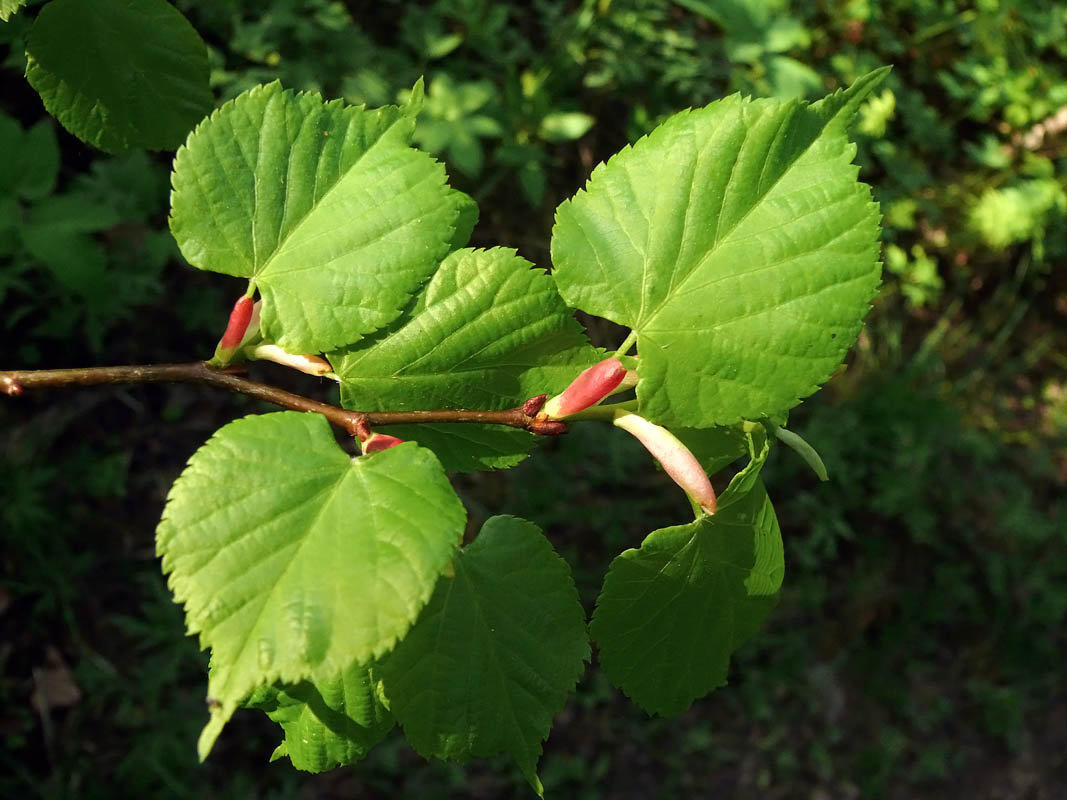 Leaves-of-Lime-flower-plant