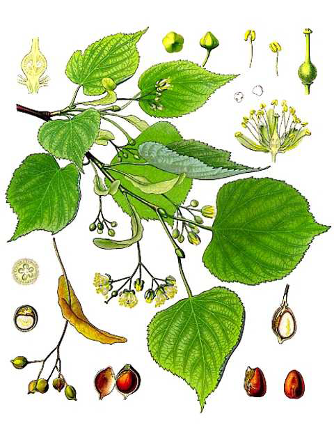 Lime-flower-plant-Illustration