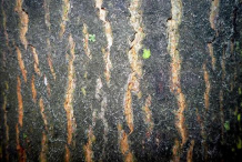 Bark-of-Lime-flower-plant