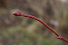 Bud-of-Lime-flower-plant