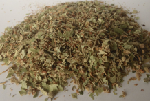 Dried-Lime-flower-plant