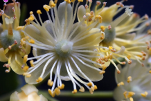 Flower-of-Lime-flower-plant