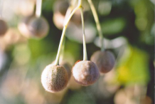 Fruit-of-Lime-flower-plant