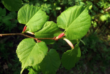 Leaves-of-Lime-flower-plant