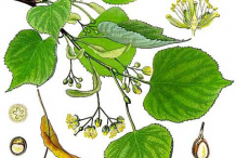 Lime-flower-plant-Illustration