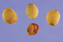 Seeds-of-Lime-flower-plant
