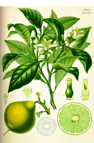 Lime-illustration