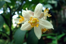 Close-up-flower-of-Lime