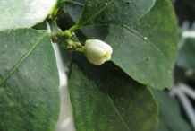 Flower-bud-of-Lime