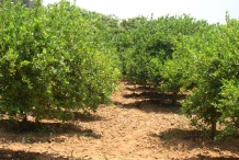Lime-farm