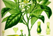 Lime-illustration