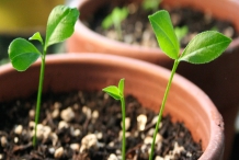 Lime-seedlings