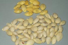 Lime-seeds