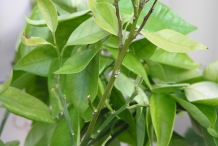 Lime-stem