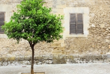 Lime-tree