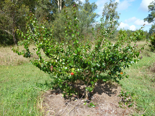 Limeberry-fruit-tree