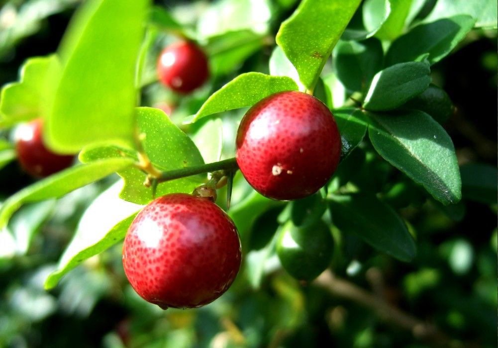 Limeberry-fruit