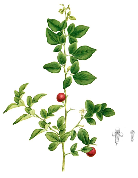 Limeberry-plant-illustration