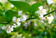 Limeberry-flower