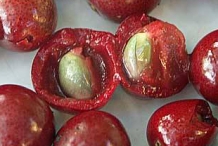 Limeberry-fruit-seeds