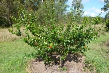 Limeberry-fruit-tree