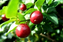 Limeberry-fruit