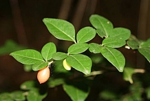 Limeberry-leaves