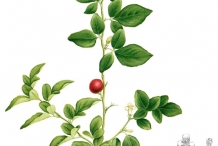 Limeberry-plant-illustration