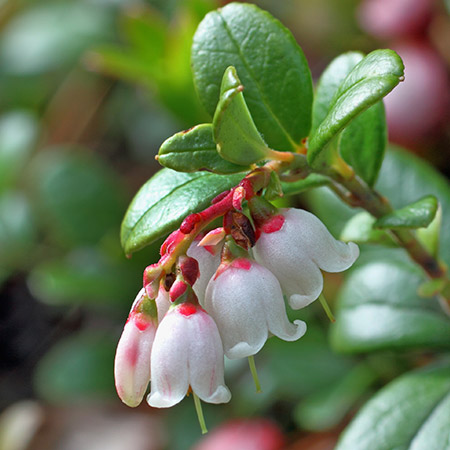 Flower-of-Lingonberry-plant
