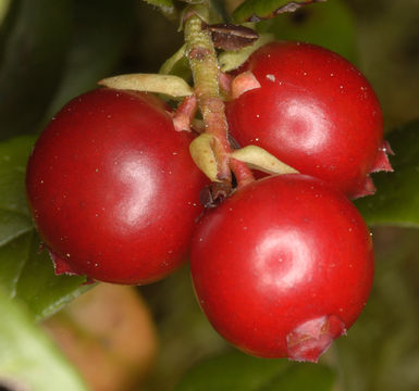 Fruit-of-Lingonberry-plant