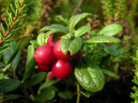 Lingonberry-fruit-on-the-plant