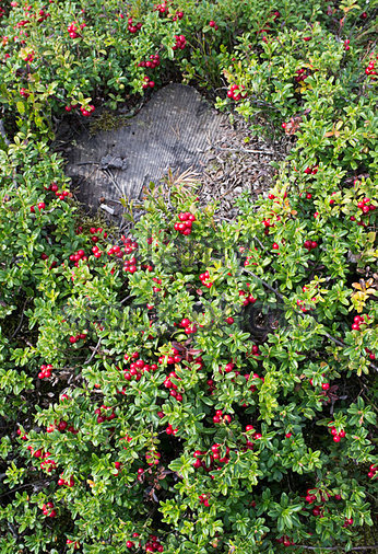 Lingonberry-growing-wild