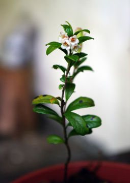 Small-Lingon-berry-plant