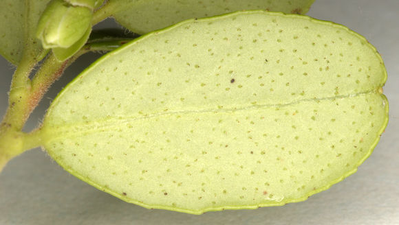 Ventral-view-of-leaf
