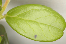 Dorsal-View-of-Leaf