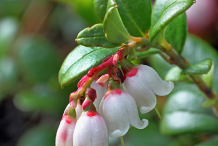 Flower-of-Lingonberry-plant