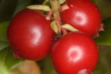 Fruit-of-Lingonberry-plant