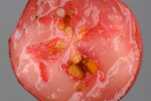 Half-Cut-fruit