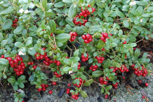 Lingonberry-Plant