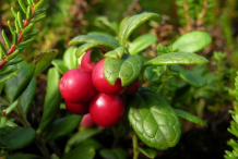 Lingonberry-fruit-on-the-plant