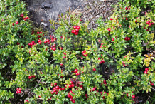 Lingonberry-growing-wild