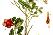 Plant-Illustration-of-Lingonberry-plant