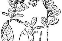 Sketch-of-Lingon-Plant
