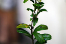 Small-Lingon-berry-plant
